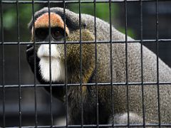 04B De Brazzas Monkey in the Hong Kong Zoological and Botanical Gardens